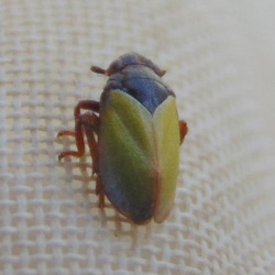 Tettigometra laeta